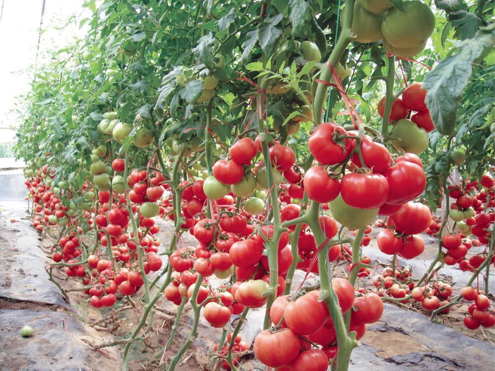 Сорта помидоров для открытого грунта: самые урожайные, особенности выбора, виды, крупные, ранние, сладкие, высокорослые, среднерослые, крупноплодные