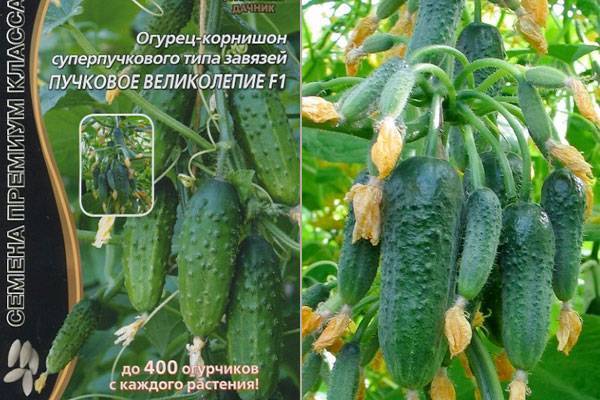 Огурец пучковое великолепие f1: отзывы, фото огородников, описание и характеристика корнишона, выращивание, посадка и уход, урожайность