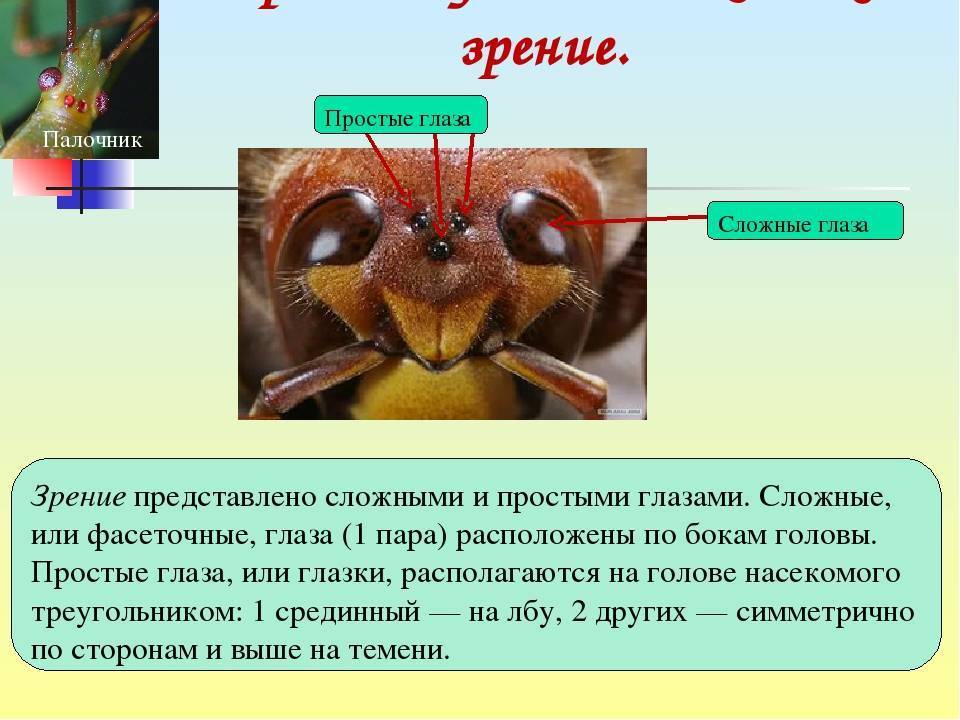 Схема глаз мухи