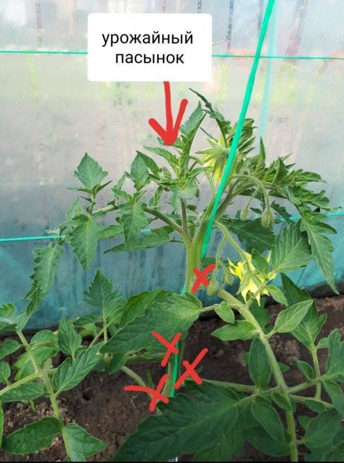 Как пасынковать помидоры в теплице – руководство пошагово, в 1,2,3 стебля, схема + фото