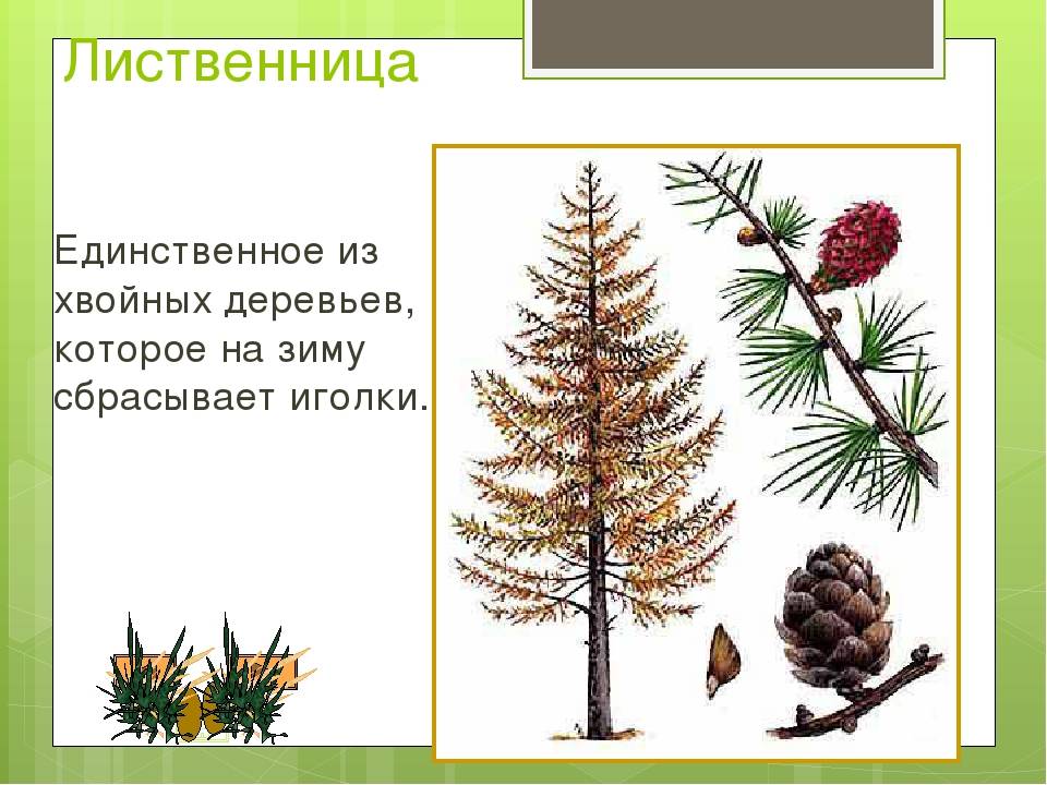 Елка которая сбрасывает иголки на зиму