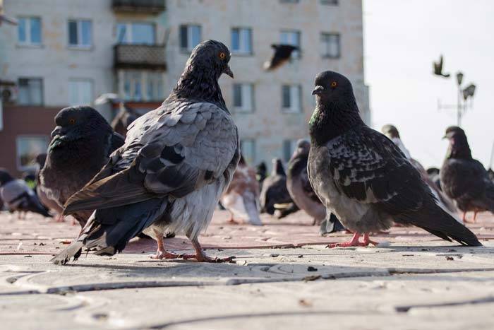 Сколько живут голуби в неволе - oozoo.ru