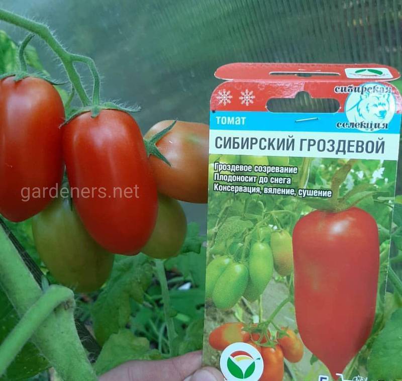 Томат французский гроздевой: описание сорта, отзывы, фото, урожайность