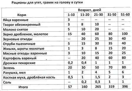 Чем кормить утят индоутки - примерный рацион