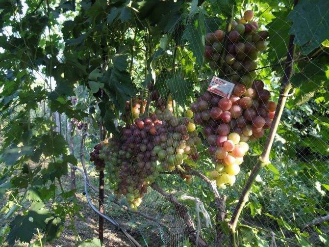 Виноград низина: описание сорта, фото, посадка и уход