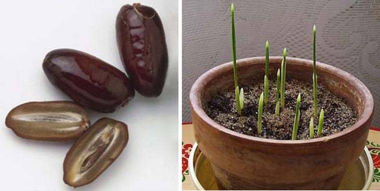 Финиковая пальма из косточки в домашних условиях: как посадить и как ухаживать