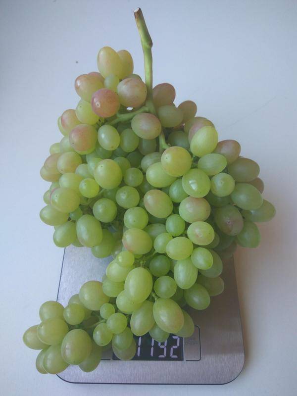 Виноград тасон — один из лучших сверхранних сортов