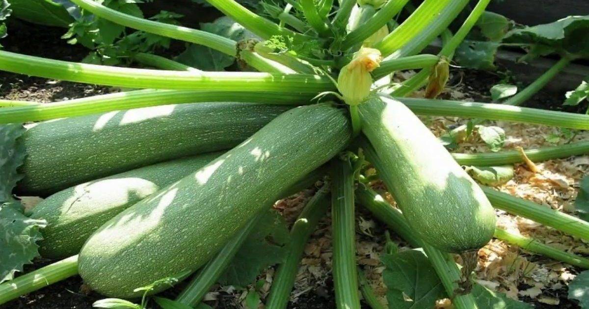 Урожайные сорта кабачков для открытого грунта