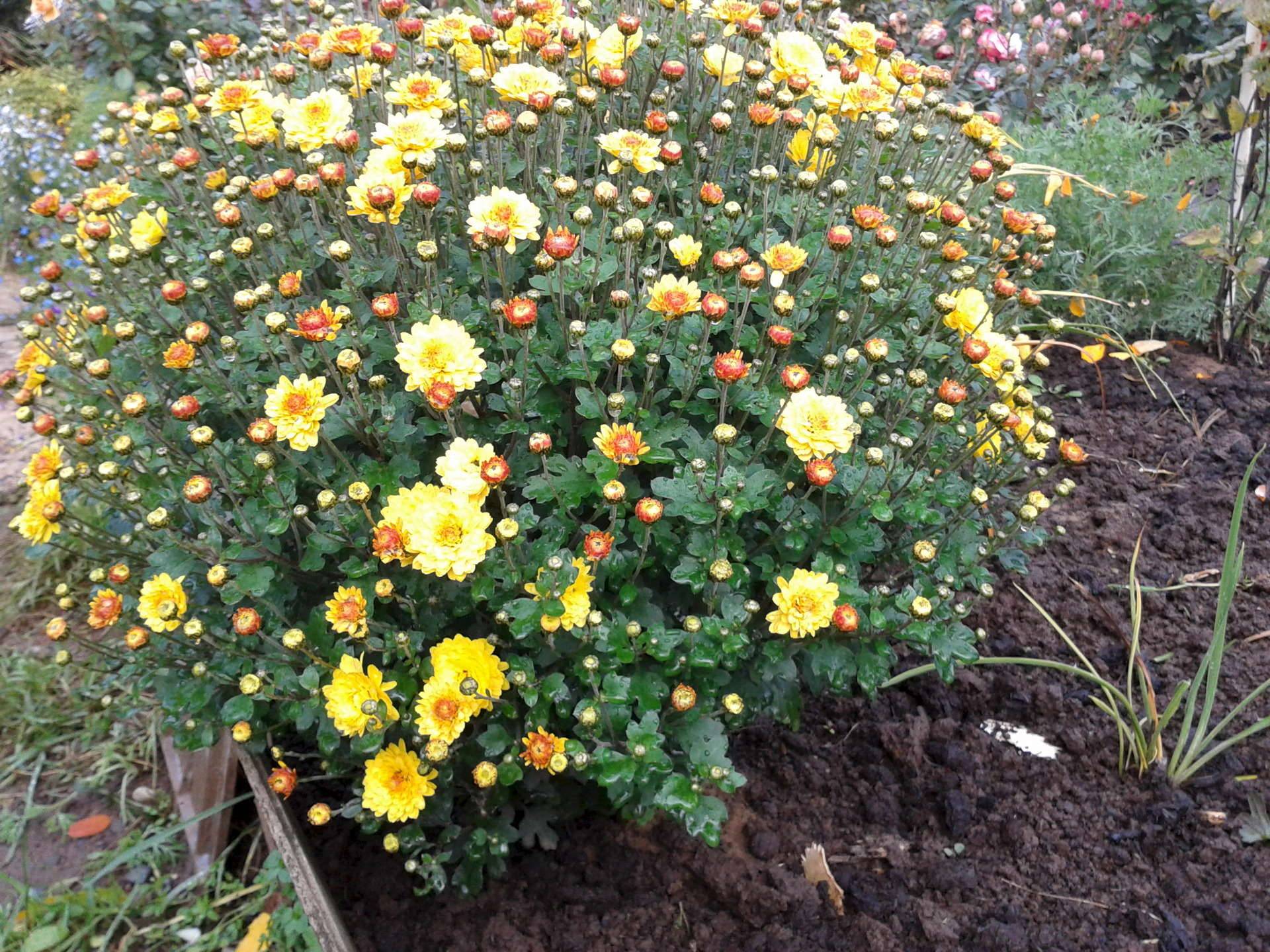 Хризантема какая почва. Хризантемы низкорослые шаровидные. Хризантема мультифлора шаровидная многолетняя. Хризантема корейская шаровидная. Хризантема мультифлора в саду.
