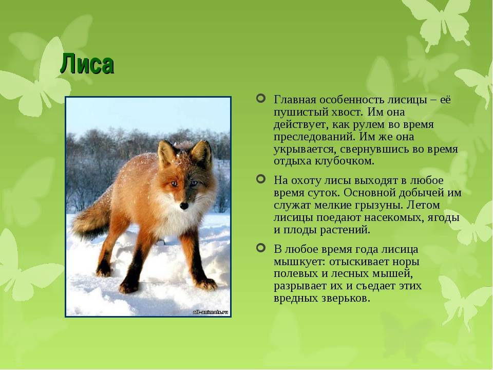 Тибетский як