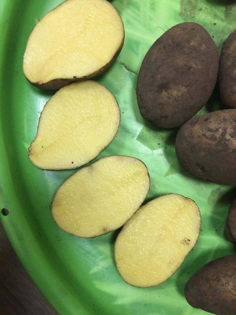 Сорт картофеля «брянский деликатес» — описание характеристики отзывы фото видео