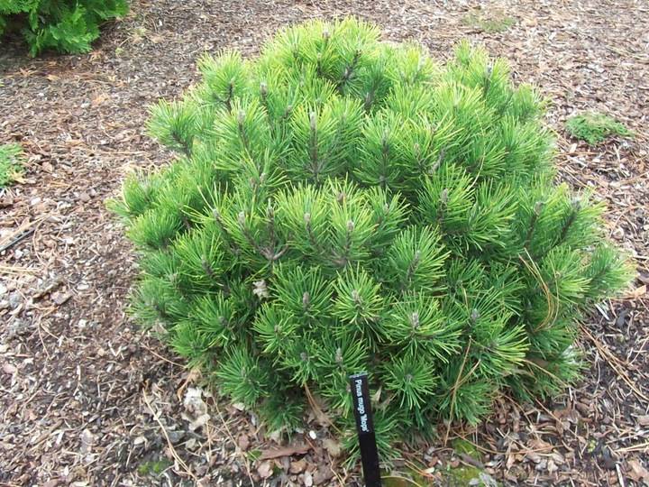 Сосна горная мопс (pinus mugo mops),хвойные,деревья,сосна,купить,саженцы,посадка,уход,купить сосну в интернет-магазине,сосна посадка и уход,садовый центр,саженцы сосны в отечественных и зарубежных пит