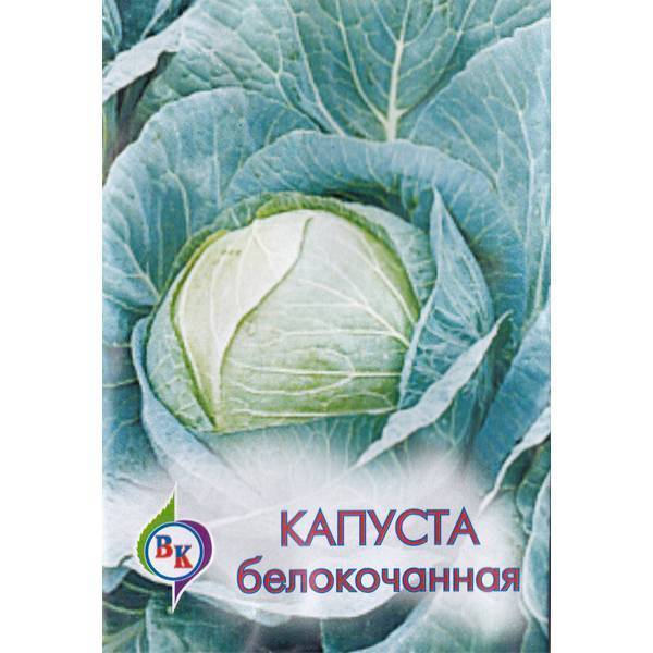 Неприхотливая капуста вьюга: описание и характеристика сорта, фото овоща