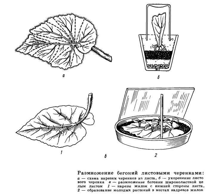 Размножение лимона черенками в домашних условиях — selok.info