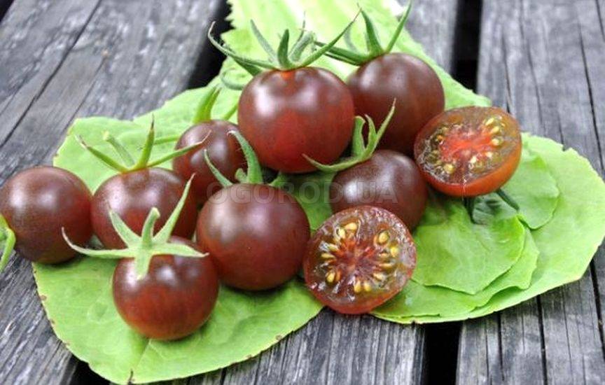 Томат котя: отзывы, фото, урожайность | tomatland.ru