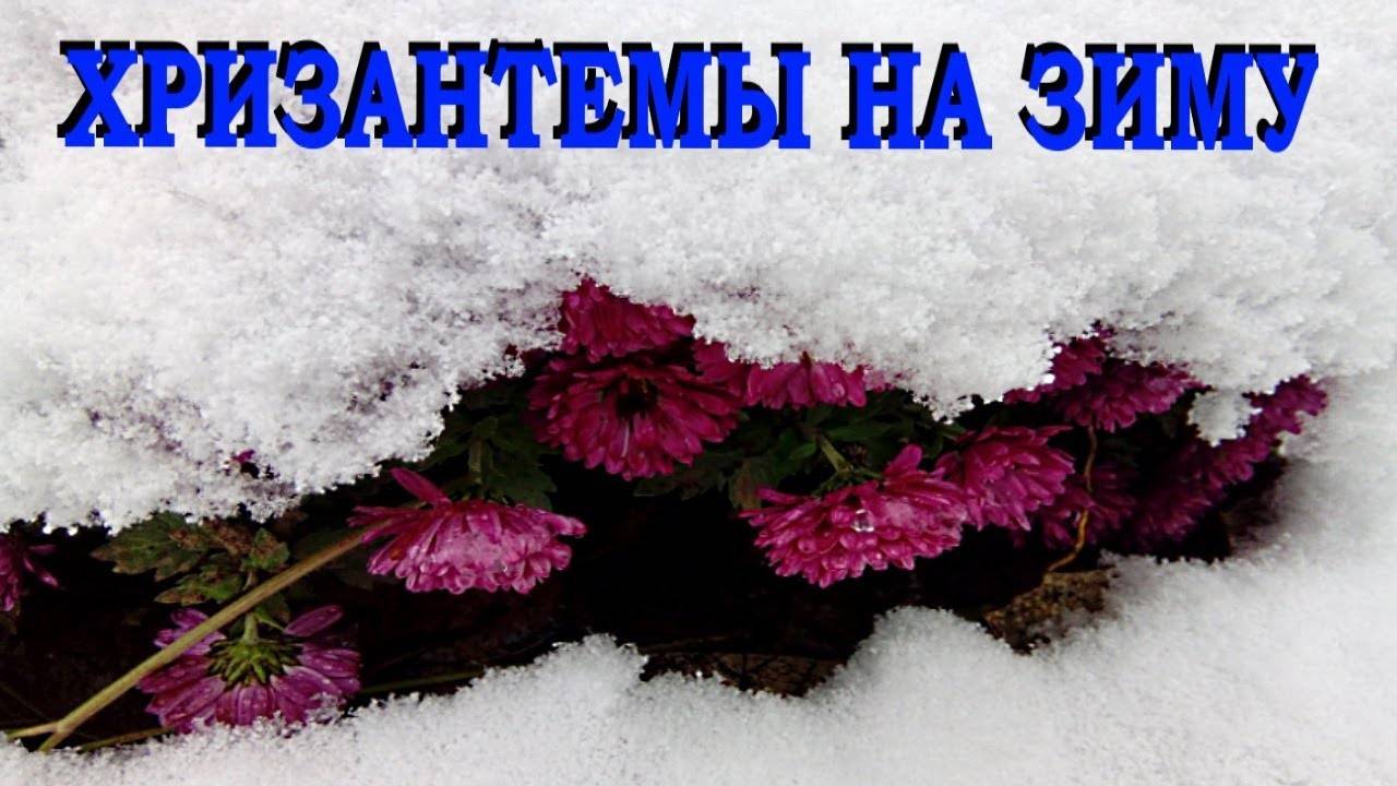 Как сохранить хризантемы зимой в горшках?