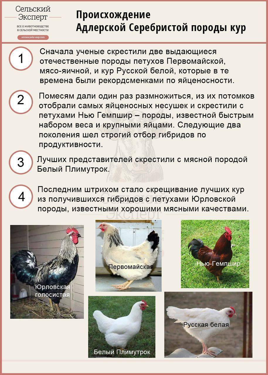 Адлерская серебристая порода кур: петух и курица адлер, описание и отзывы