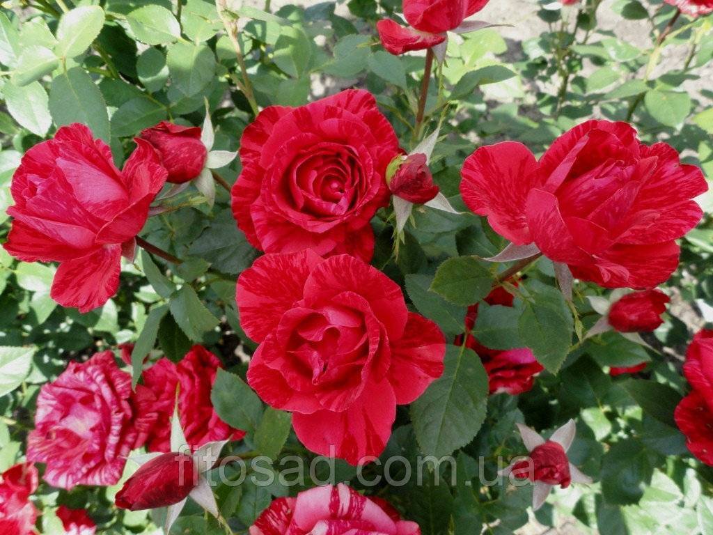 Роза ред интуишн: описание, уход и особенности сорта