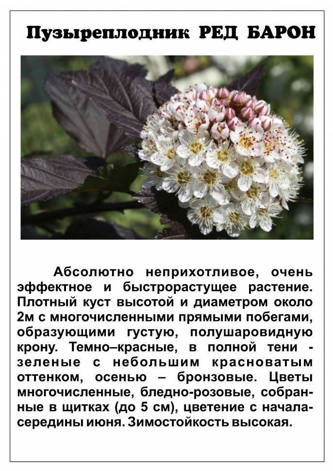 Выращивание пузыреплодника калинолистного ред барон и уход за ним