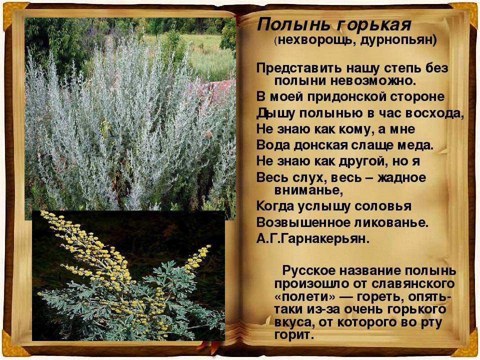 Artemisia vulgaris l.описание таксона