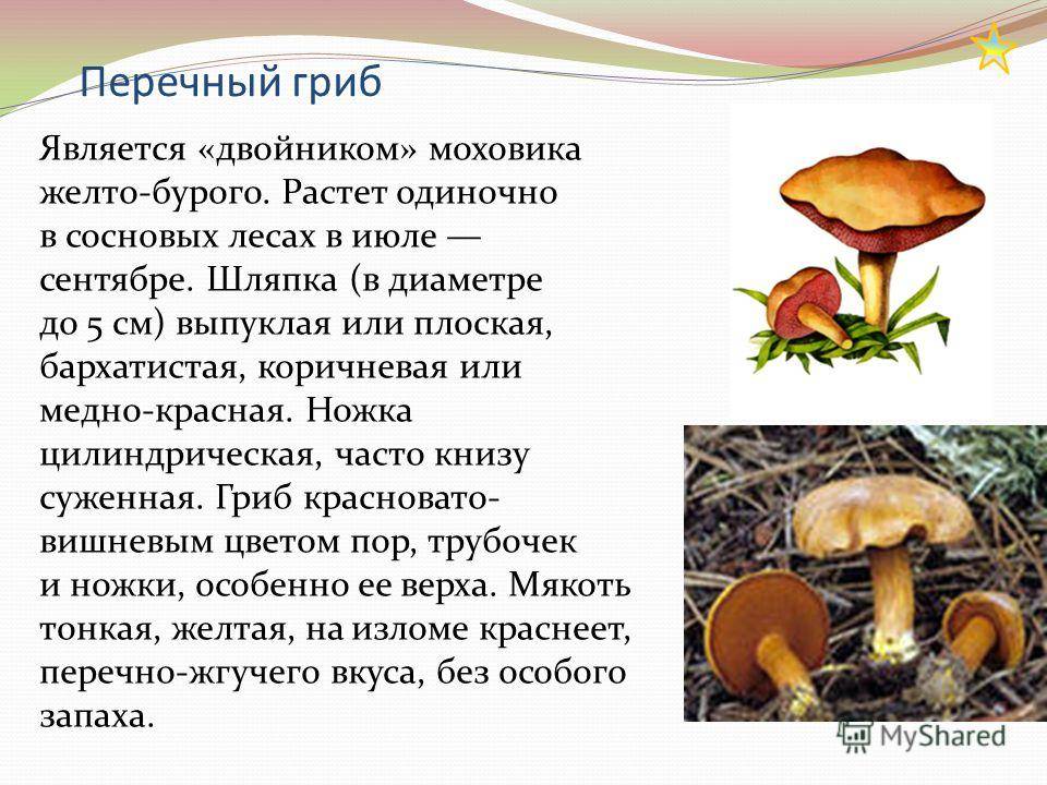 Популярные съедобные грибы. фото, названия и описание. — ботаничка