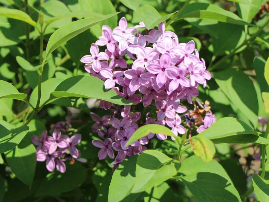 Сирень китайская (syringa chinensis willd.) – цветущие кустарники буква «с»