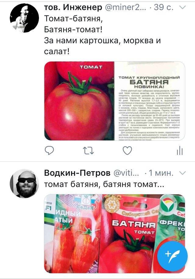 Классический сердцевидный розовый томат «батяня»: отзывы и фото полученного урожая помидоров