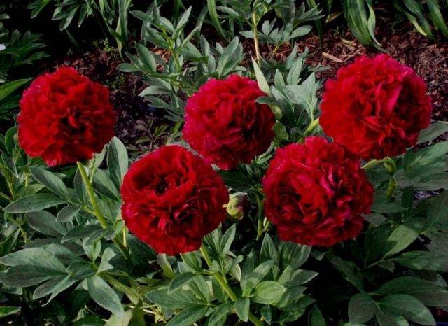 Пионы: сорта с названиями, от экзотических генри бокстос и ред чарм до белого журавля и золотого орла