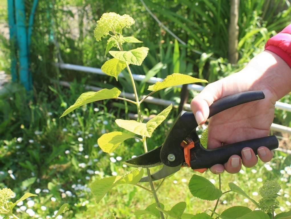 Размножение гортензии осенью: черенками, делением куста, отводками