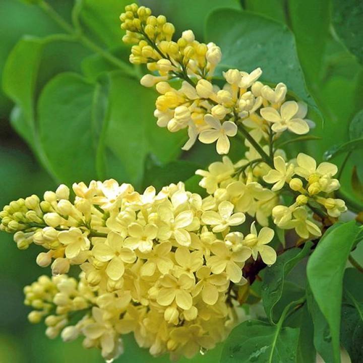 Жёлтая сирень примроуз (primrose): описание сорта, фото, посадка и уход