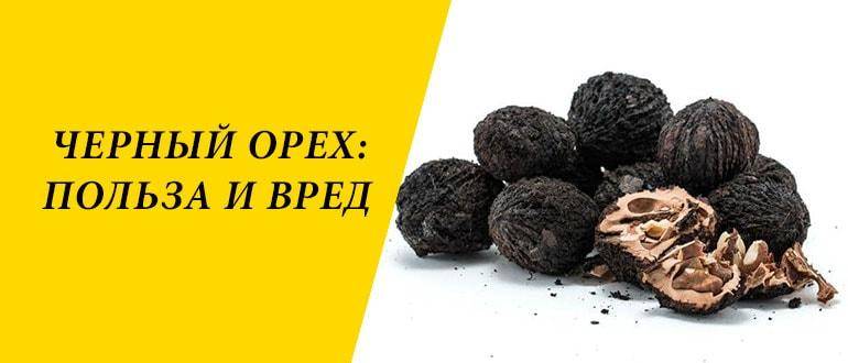 Черный орех - польза и вред для организма мужчины и женщины