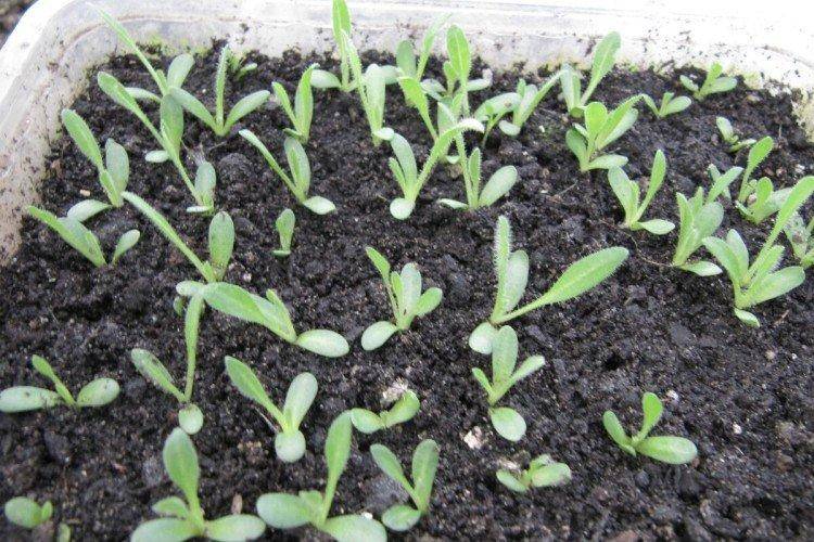 Гайлардия: выращивание из семян, когда сажать на рассаду