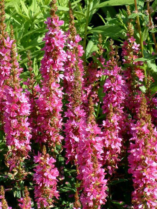 Дербенник иволистный роберт lythrum salicaria robert