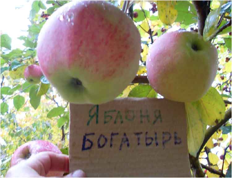 Яблоня богатырь: описание сорта, фото, отзывы, посадка