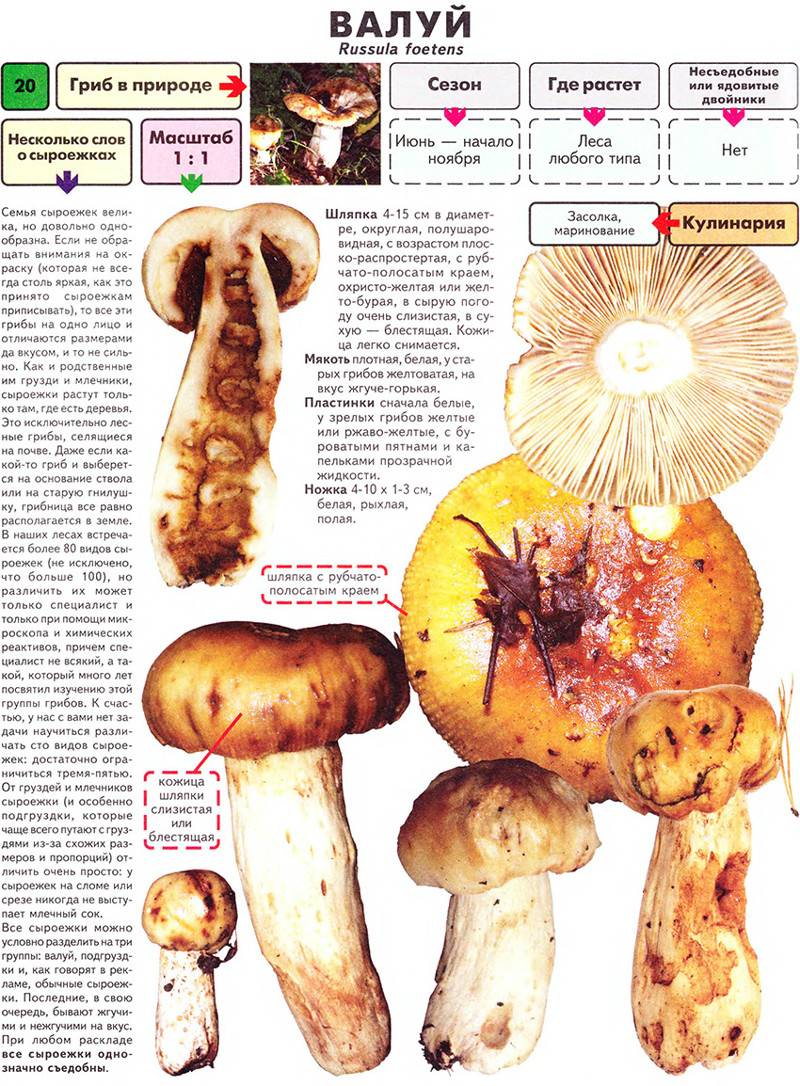 Валуй: общая информация о грибах и среда его обитания, двойники и способы приготовления съедобного кубаря