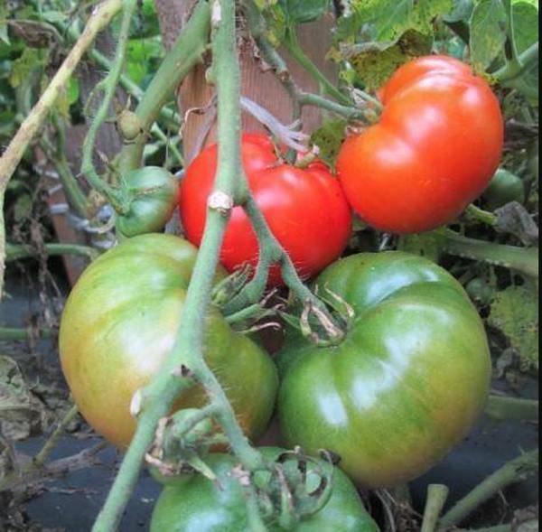 Низкорослые томаты для открытого грунта и теплицы