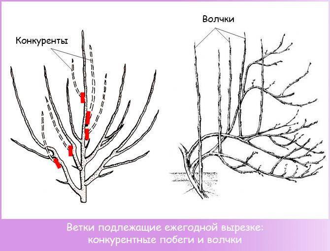 Как обрезать персик осенью: безопасные методы, советы по обрезке