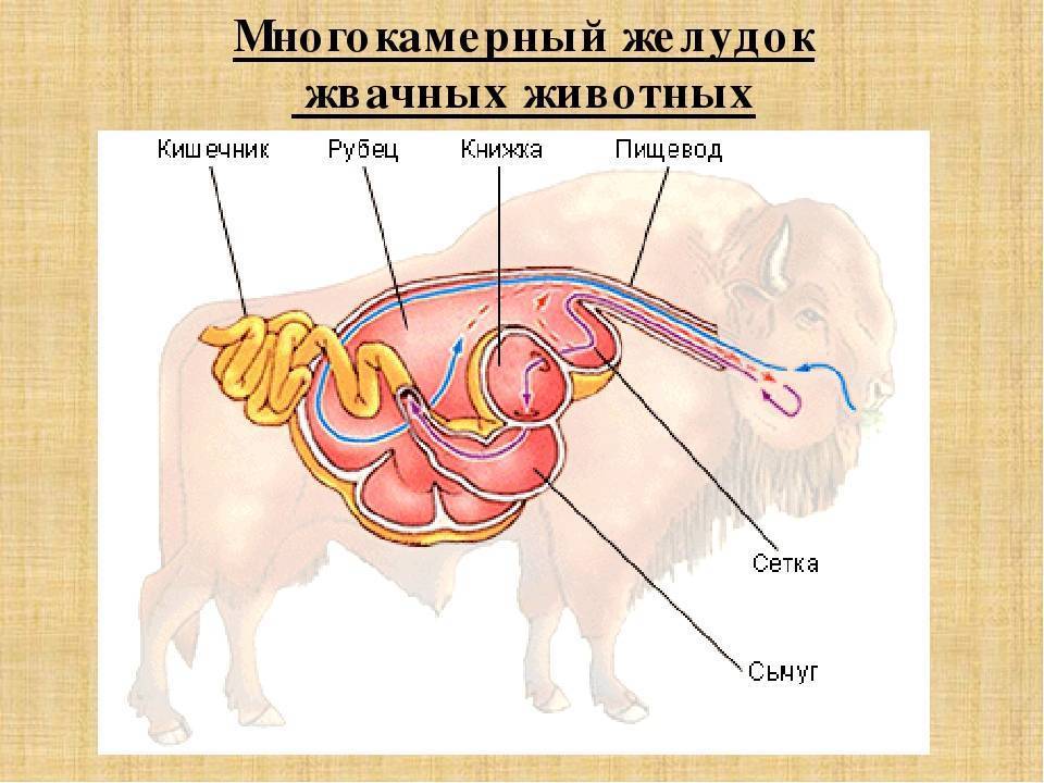 Отличия внутренних органов коровы от других животных