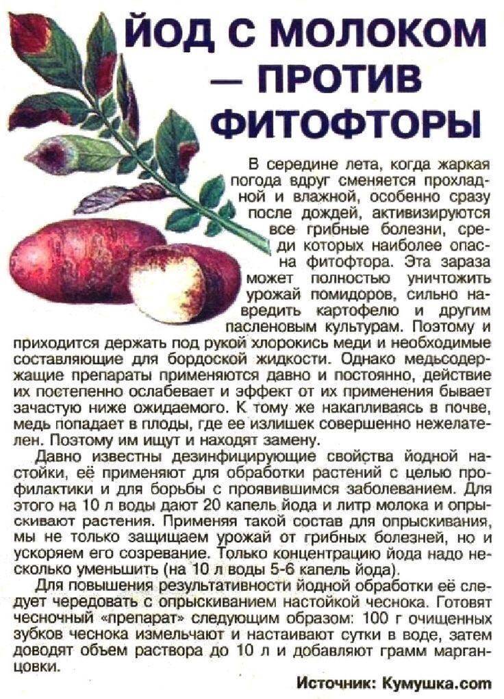 Фитофтора на помидорах - причины возникновения и способы лечения