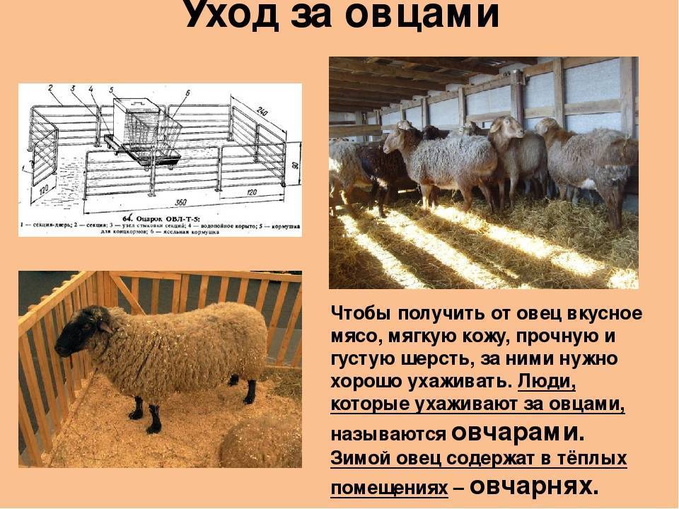 Главные аспекты овцеводства