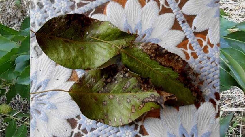 ✅ что делать, если на груше почернели и свернулись листья: способы лечения