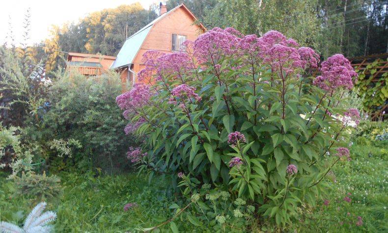 Посконник - фото, посадка и уход в открытом грунте, описание сортов и видов, укрытие на зиму, выращивание из семян