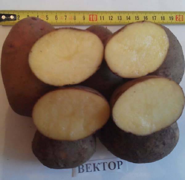 Картофель вектор: описание и характеристики сорта, посадка и уход, отзывы с фото