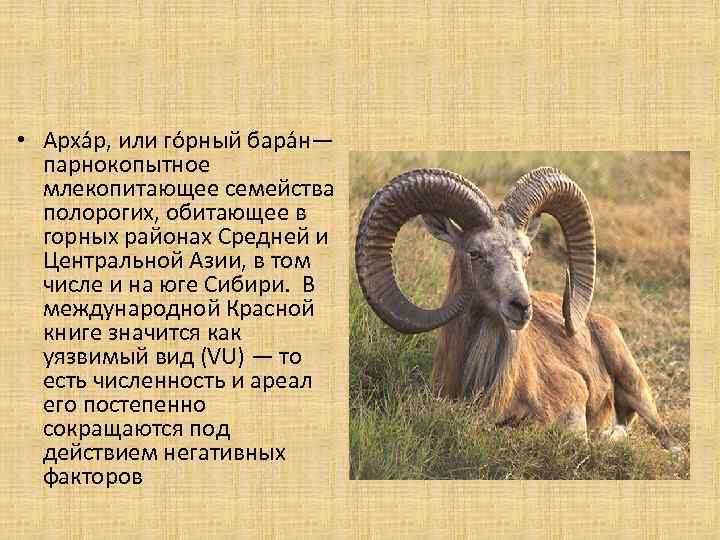 Алтайский горный баран: интересные факты