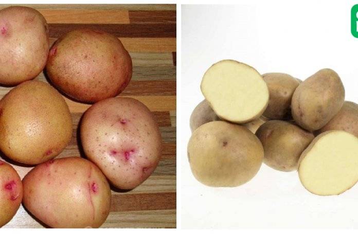 ᐉ сорта картофеля для западно-сибирского региона: список - roza-zanoza.ru
