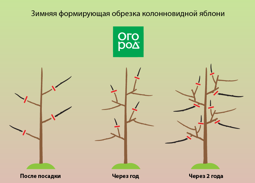Как правильно подрезать яблоню весной. Схема обрезки колоновидной яблони. Колоновидные яблони схема обрезки. Колоновидная яблоня обрезка весной. Обрезка колоновидной яблони весной.