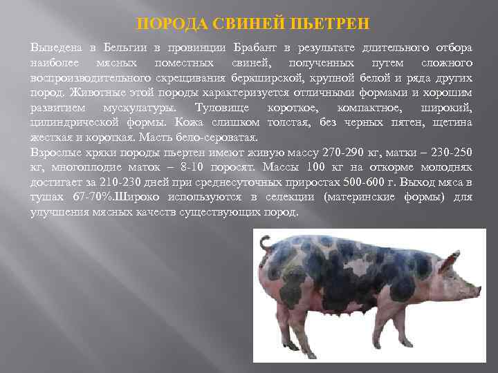 Порода свиней пьетрен: фото, описание, продуктивность и содержание