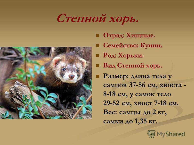 Какие бывают виды (породы) хорьков, окрасы, типы шерсти