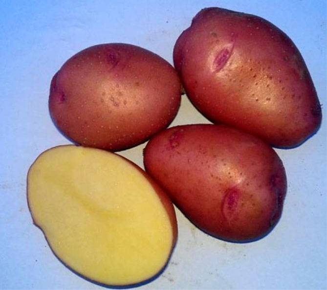 Описание сорта картофеля алладин и правила его выращивания: характеристики, свойства, методы