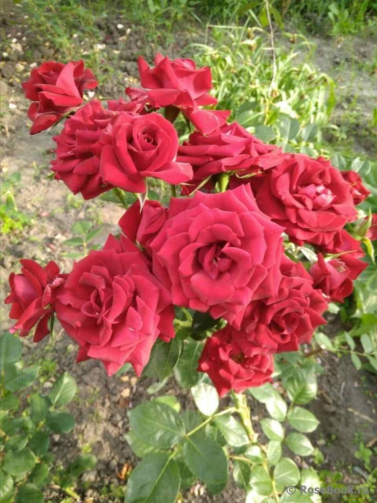 Роза никколо паганини: фото, описание сорта, отзывы